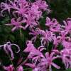 Nerine bowdenii - Abriachan nurseries The garden on Loch Ness